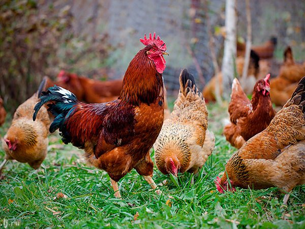 Породы куриц | ЗооТом - продажа, вязка и услуги для животных в Саках