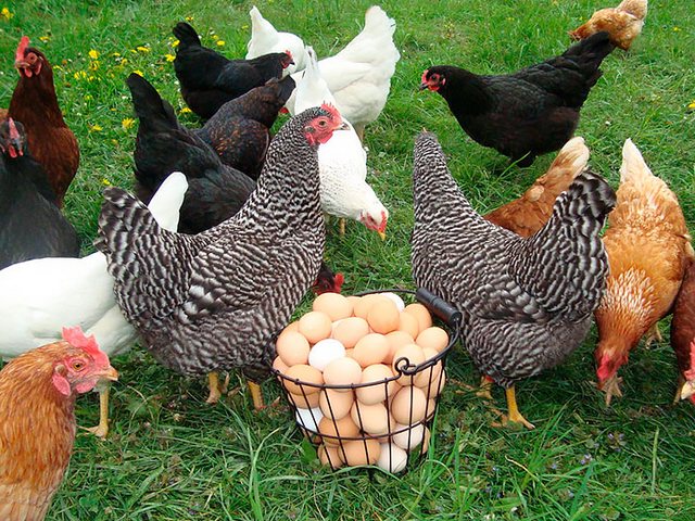 Содержание кур и уход за ними | ЗооТом - продажа, вязка и услуги для животных в Саках