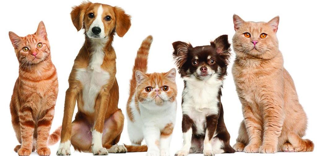 Доска объявлений о животных | ЗооТом - продажа, вязка и услуги для животных в Саках