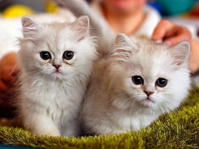 Породы кошек в Саках | ЗооТом портал о животных