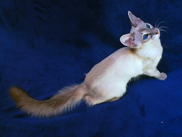 Выведенные породы кошек в Саках | ЗооТом портал о животных