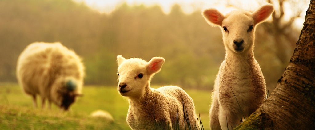 Объявления о сельскохозяйственных животных | ЗооТом - продажа, вязка и услуги для животных в Саках