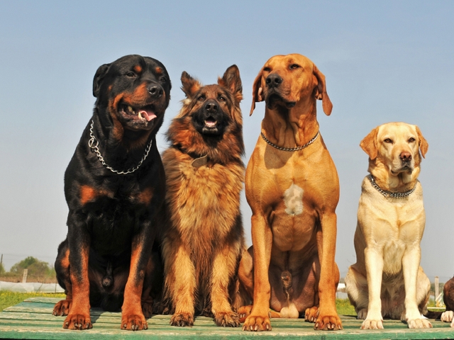 Крупные породы собак в Саках | ЗооТом портал о животных
