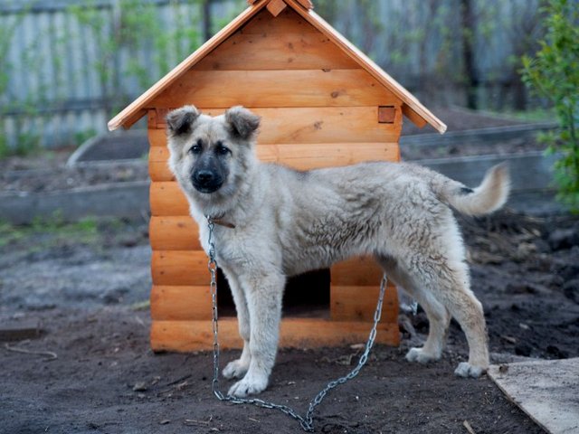 Все о собаках в Саках